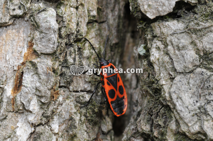 Pyrrhocore (Pyrrhocoris apterus) - gryphea.com